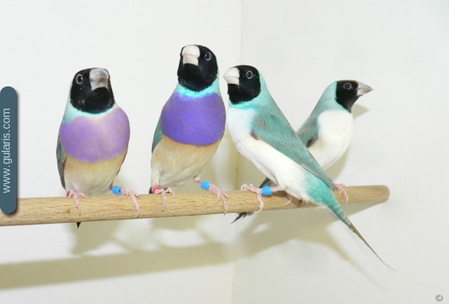Синие амадины Гульда - Певчие и декоративные птицы
