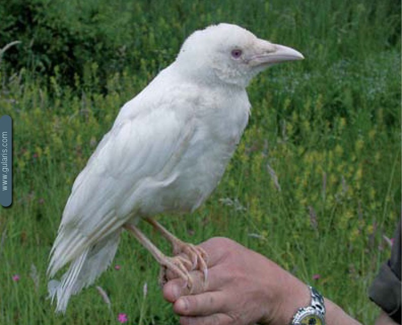 Не всякая белая птица – альбинос | gularis.com